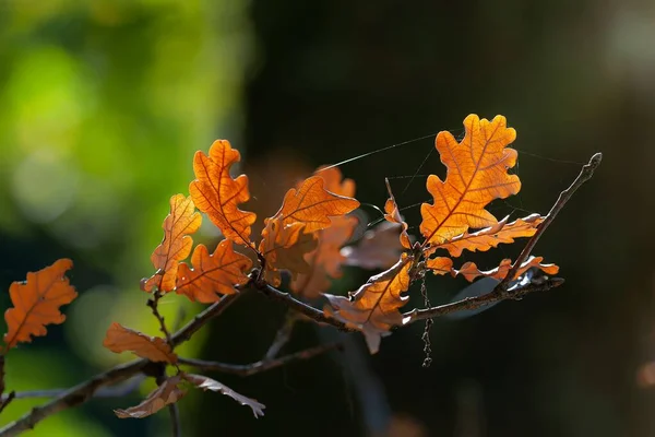 Parlak Turuncu Yapraklar Bulanık Bir Arka Planda Örümcek Ağlarıyla Birbirine — Stok fotoğraf