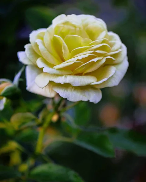 Primer Plano Vertical Una Rosa Amarilla Encontrada Creciendo Naturaleza — Foto de Stock