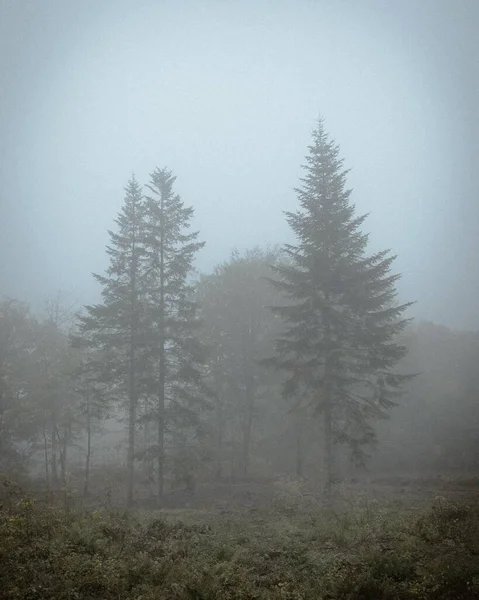 Vertikální Listnaté Stromy Skrývající Hustou Vrstvou Mlhy Mlhavého Dne — Stock fotografie