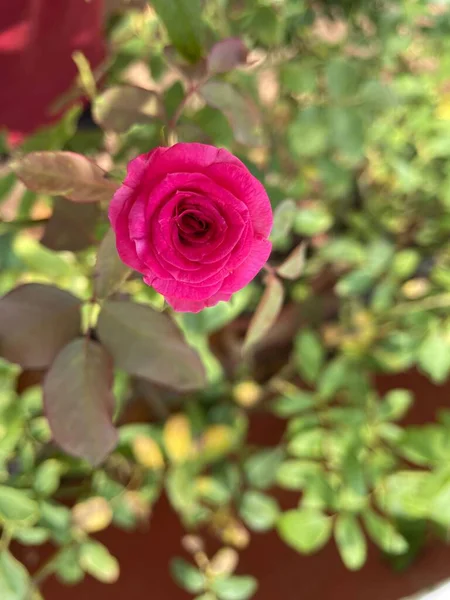 Вертикальный Снимок Цветущей Розовой Розы — стоковое фото