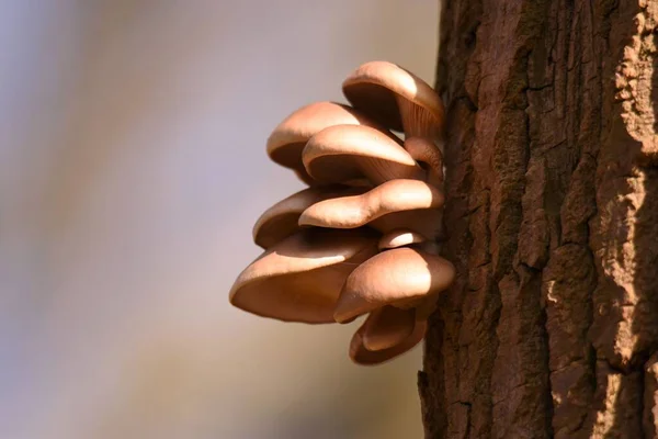 Close Cultivo Cogumelos Pleurotus Ostreatus Tronco Árvore — Fotografia de Stock