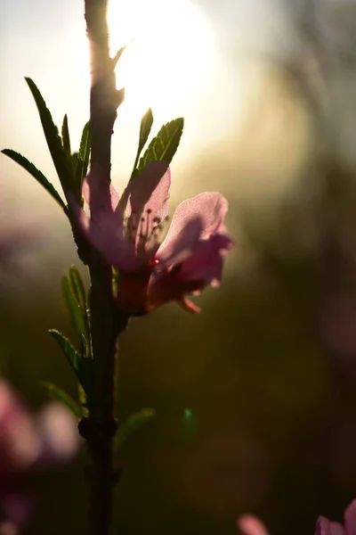 Disparo Vertical Una Pequeña Flor Rosa Tallo Durante Amanecer Sobre —  Fotos de Stock