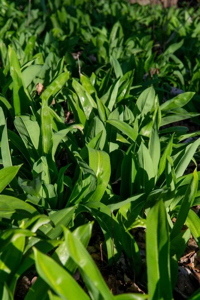 Ein Selektiver Schwerpunkt Der Grünen Blätter Von Bärlauch Allium Ursinum — Stockfoto