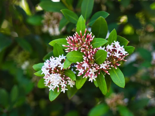 Kvetoucí Acokanthera Zelenými Listy Detailu — Stock fotografie
