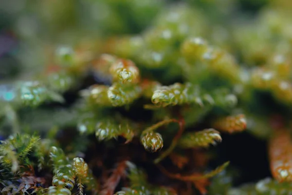 Yeşil Kozalaklı Bir Bitkinin Detaylarını Yakından Çek — Stok fotoğraf