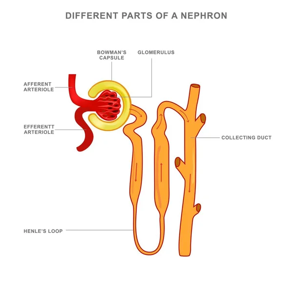 Illustrazione Della Struttura Nephron Formazione Delle Urine — Foto Stock