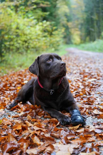 Sonbahar Yapraklarındaki Şirin Labrador Köpeğinin Seçici Odağı — Stok fotoğraf