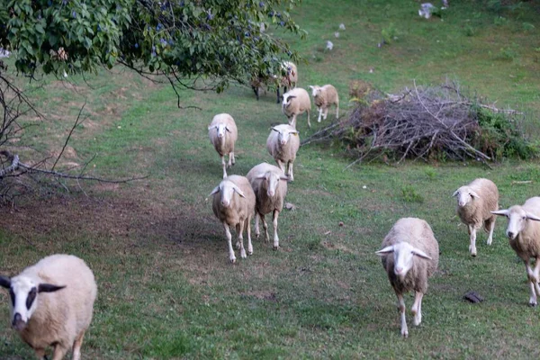 Herd Jezersko Solaava Goats Park Looking Camera Blur Background — Stock Photo, Image