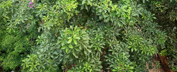 Panoramatický Záběr Zelené Rostliny Listí Lese Denního Světla — Stock fotografie
