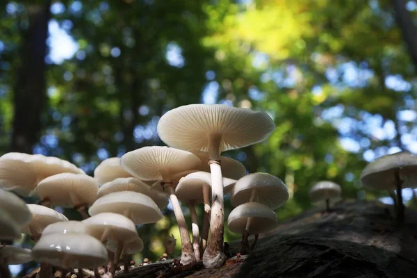 Closeup Shot Porcelain Mushrooms Oudemansiella Mucida Mushroom Tree Bark — Stock Photo, Image