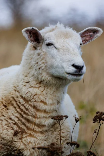 自然の中で捕獲されたふわふわのデヴォン クローズウールの羊の垂直閉鎖 — ストック写真