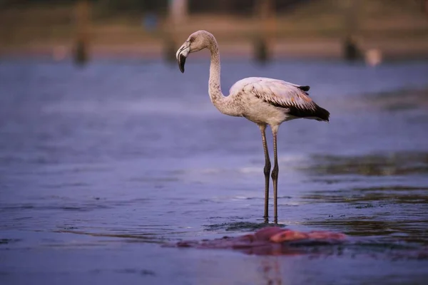 Närbild Flamingo Stående Sjö Paracas Peru Vid Blå Timme — Stockfoto