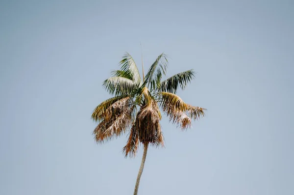 在阳光明媚的日子里 从一棵孤立的棕榈树上拍下的一张低角度特写照片 — 图库照片