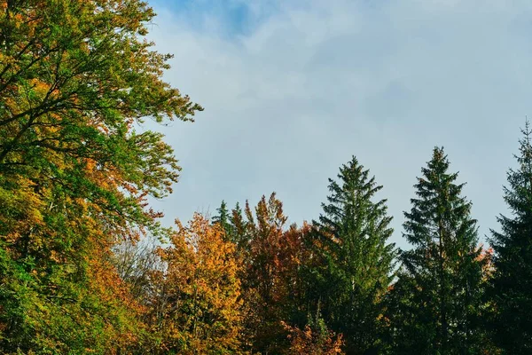 在乌云密布的蓝天下 秋叶映衬在树梢上的美景 — 图库照片