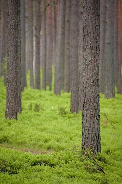 High Tree Forest Vibrant Grass Vertical — Stock Photo, Image