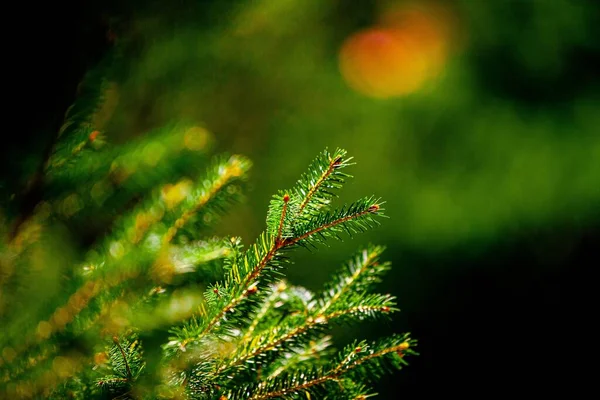Closeup Shot Pine Branch Leaves Blurry Background — Stock Photo, Image