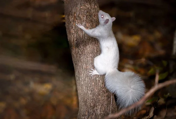 一只稀有的白化病松鼠在夜晚爬上一棵树的特写镜头 — 图库照片
