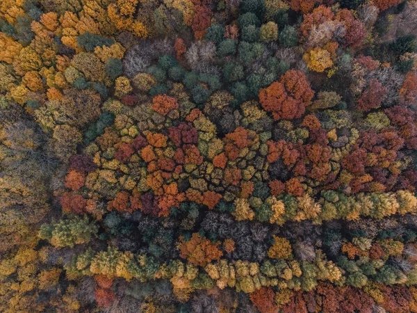 オレンジと赤の葉で覆われた木々のある秋の森の空中撮影 — ストック写真