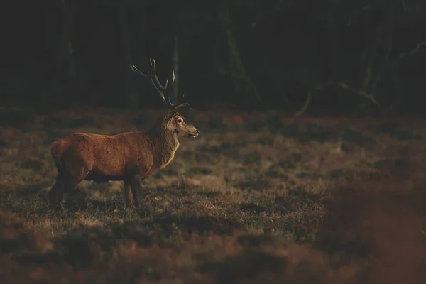一个美丽的红鹿在自然界中的白天 — 图库照片