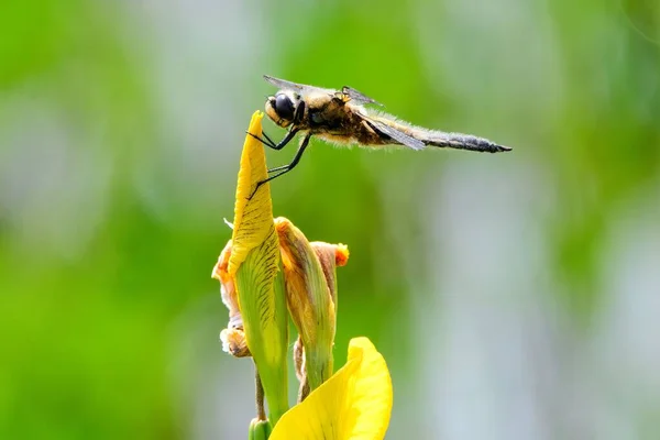 Eine Nahaufnahme Einer Schönen Vierfleckigen Verfolgerlibelle Auf Einer Irisblume Einem — Stockfoto