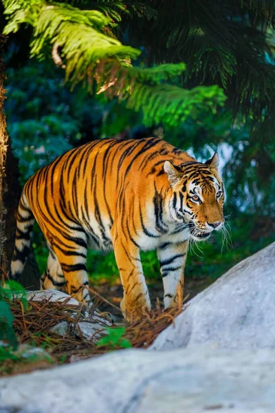 Pionowe Zbliżenie Bengalskiego Tygrysa Chodzącego Oczami Zdobycz Schwytaną Dziczy — Zdjęcie stockowe