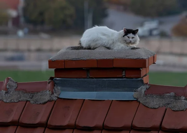 Tagsüber Eine Weiße Katze Auf Einem Roten Schornstein Vor Verschwommenem — Stockfoto