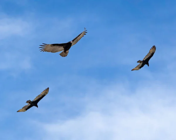 stock image A closeup shot of brown pelicans flying in the air