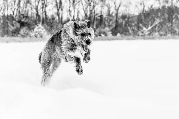 雪の中で遊んでアイルランドのウルフハウンドの灰色のショット — ストック写真
