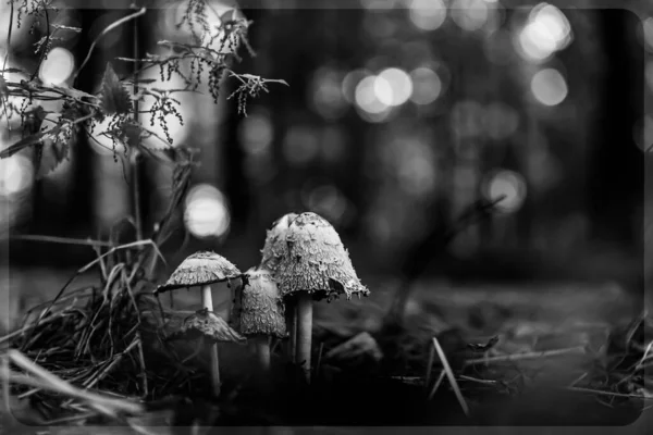 Macro Tiro Preto Branco Pequenos Cogumelos Psilocybe Cubensis Uma Floresta — Fotografia de Stock