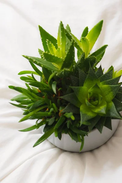 Een Close Van Sappige Planten Witte Pot Bed — Stockfoto