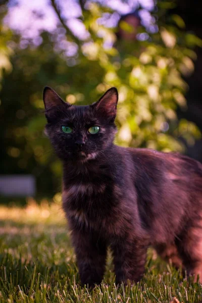 Černá Chlupatá Kočka Parku Vertikální — Stock fotografie