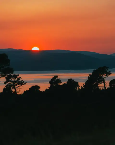 Gyllene Timme Stranden Silhuetten Träd Mot Den Röda Solnedgången Himlen — Stockfoto
