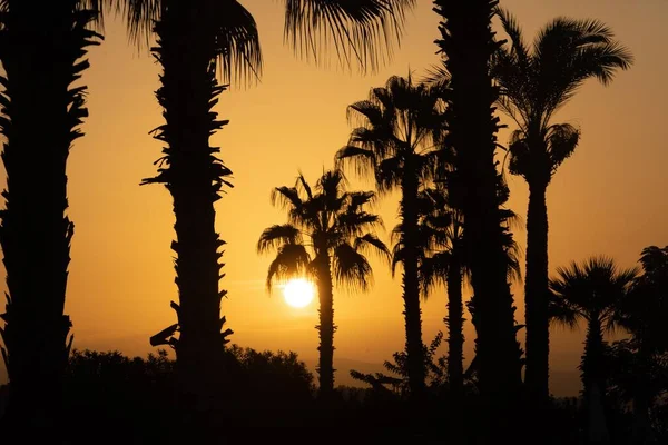 Group Palm Trees Shadow Sunset — Stock Photo, Image