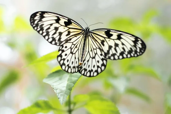 Selektivní Zaměření Velké Stromové Nymfy Motýlí Zahradu Bohol — Stock fotografie