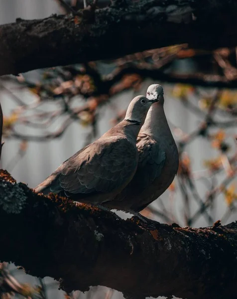 Vertical Shot Turtle Doves Settled Tree Autumn Day — Stock Photo, Image