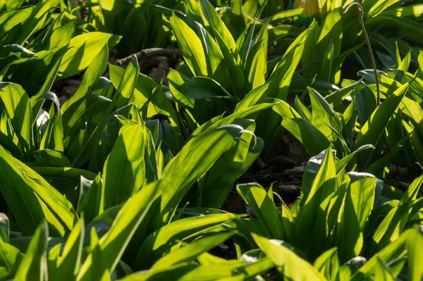 Селективный Фокус Дикого Чеснока Allium Ursinum Зеленые Листья Саду Летний — стоковое фото