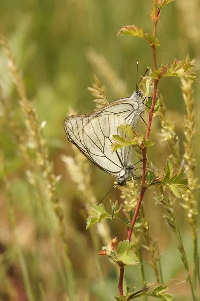 Naturalne Pionowe Zbliżenie Samca Samicę Kruchy Czarny Żylasty Biały Motyl — Zdjęcie stockowe