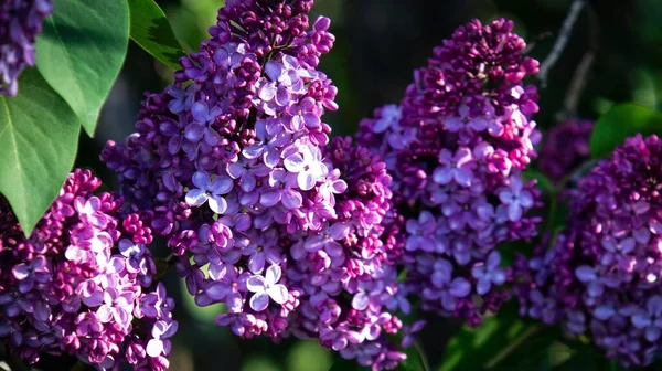 Zbliżenie Pięknych Purpurowych Liliowych Kwiatów Rosnących Drzewie Ogrodzie — Zdjęcie stockowe