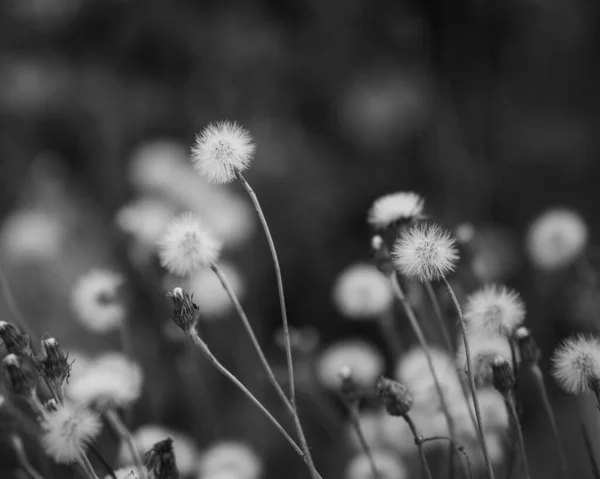Greyscale Closeup Shot White Dandelions Blurred Background — Stock Photo, Image