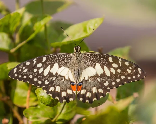 一张石灰蝴蝶在模糊的背景下飞过植物的宏观照片 — 图库照片