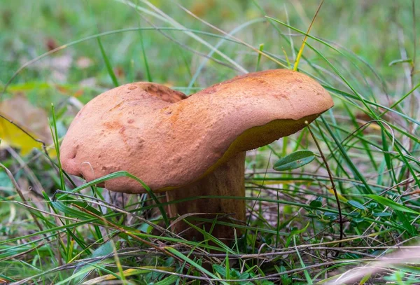 Closeup Shot Suillellus Luridus Edible Wild Mushroom — Stock Photo, Image