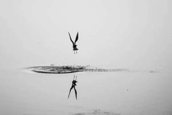 Silhueta Pássaro Voando Acima Lago Com Reflexos — Fotografia de Stock
