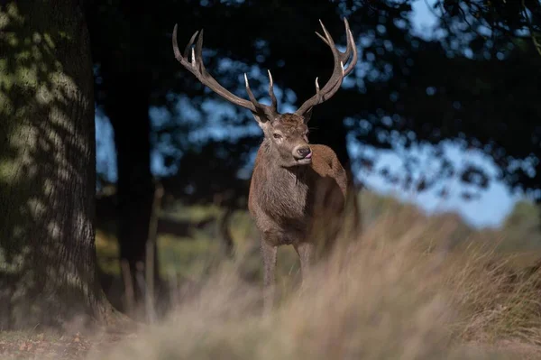 Gran Ciervo Rojo Con Cuernos Pastando Campo Rural Reino Unido —  Fotos de Stock