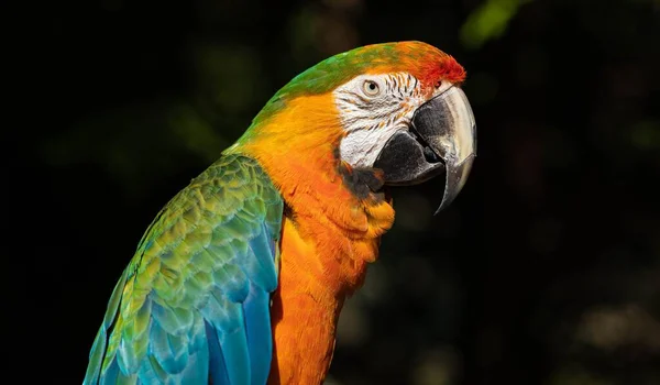 Gros Plan Macaw Coloré Isolé Avec Fond Flou Dans Une — Photo