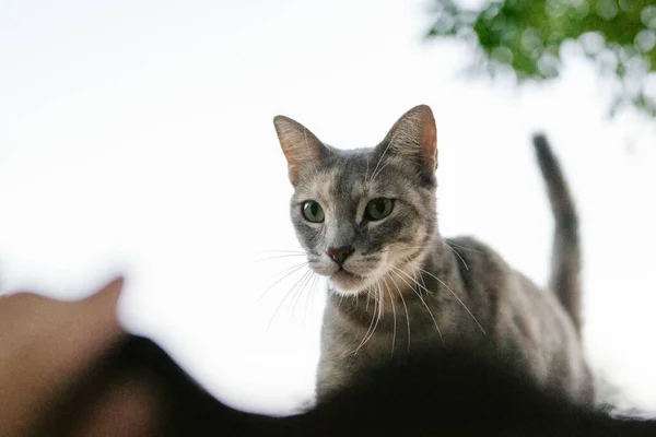 一只长着美丽绿色眼睛的可爱灰猫的特写镜头 — 图库照片