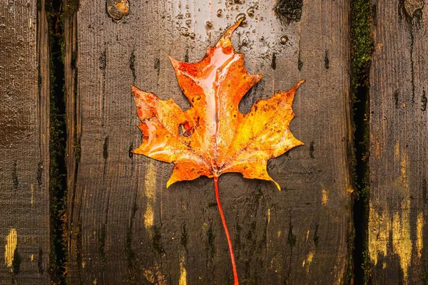 Yellow Wet Maple Leaf Wooden Walkway — Stock Photo, Image