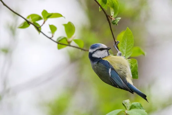Closeup Cute Cornwall Blue Tit Surrounded Bright Green Leaves Blurred — Stockfoto