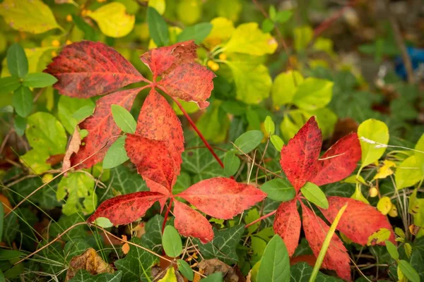 Close Folhas Verdes Vermelhas Laranja Outono Floresta — Fotografia de Stock