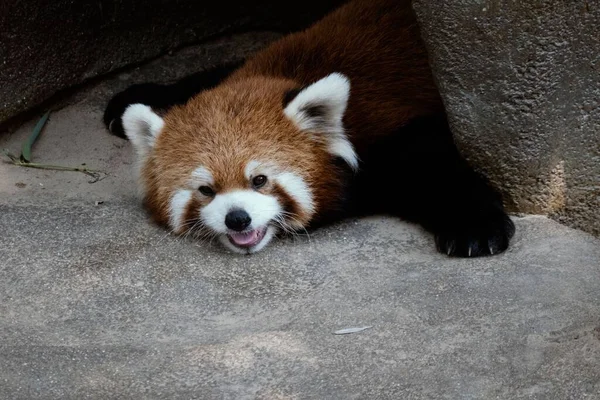 Nahaufnahme Eines Entzückenden Roten Pandabären — Stockfoto