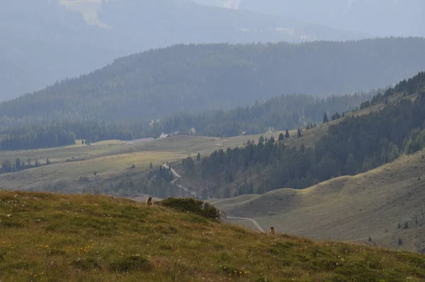 Słodkie Alpejskie Świstaki Spoczywające Trawie Alp Górami Rozmytym Tle — Zdjęcie stockowe